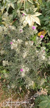 Cirsium vulgare image