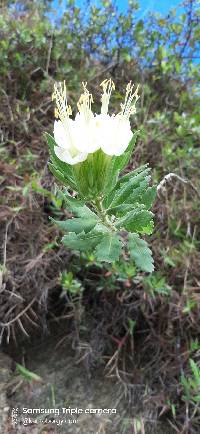 Cantua quercifolia image