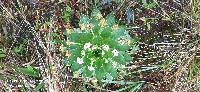 Valeriana convallarioides image