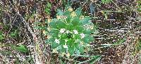 Valeriana convallarioides image