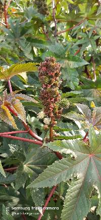 Ricinus communis image