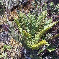 Lomariocycas aurata image