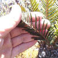 Lomariocycas aurata image