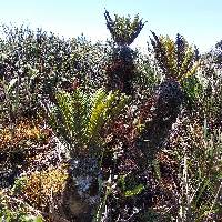 Lomariocycas aurata image