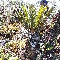 Lomariocycas aurata image