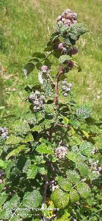 Rubus niveus image