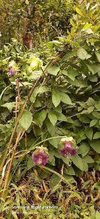 Cobaea scandens image