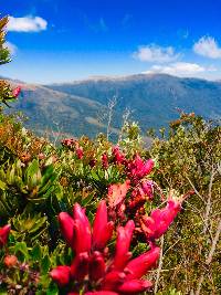 Bejaria resinosa image