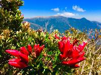 Bejaria resinosa image