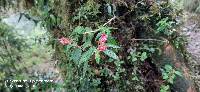 Begonia urticae image