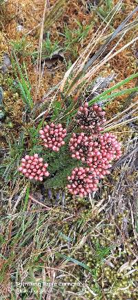 Gentianella fastigiata image