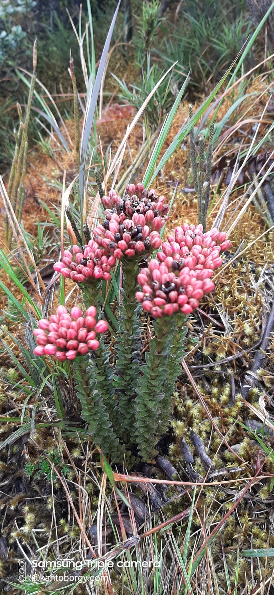 Gentianella image