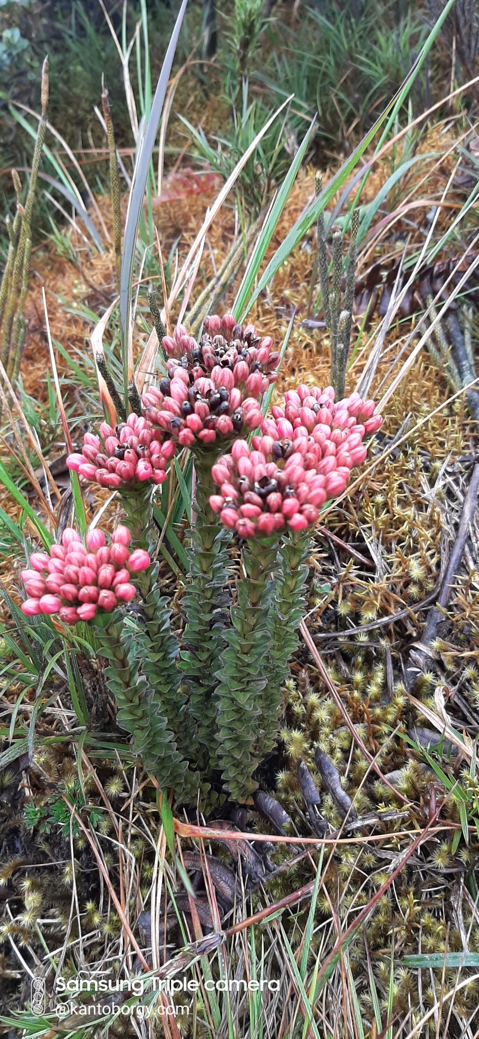 Gentianella fastigiata image