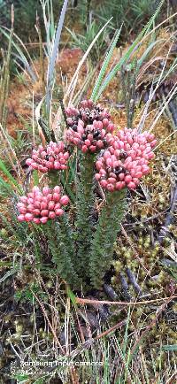 Gentianella fastigiata image