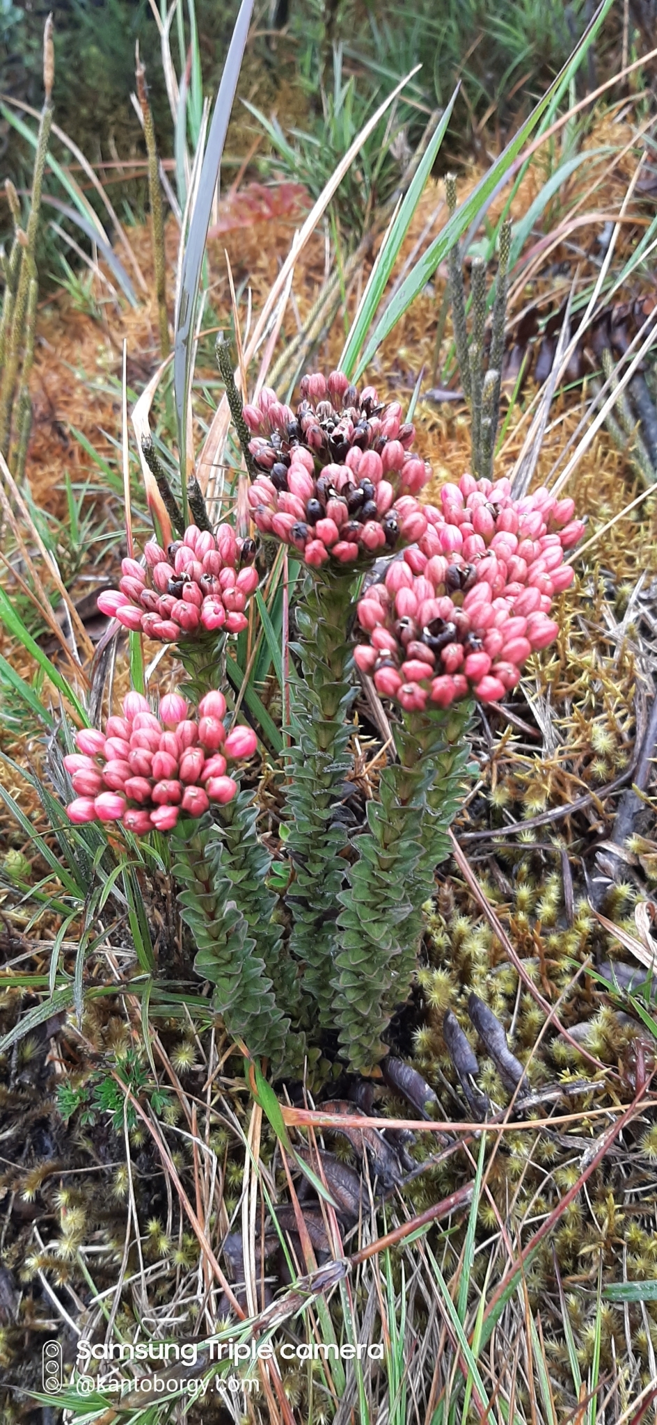 Gentianella fastigiata image