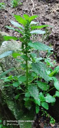 Image of Urtica urens