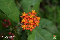 Asclepias curassavica image