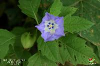 Nicandra physalodes image