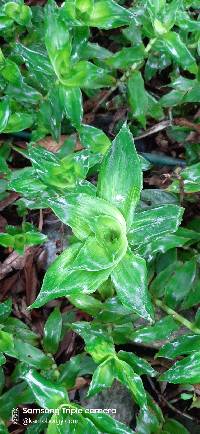 Callisia fragrans image