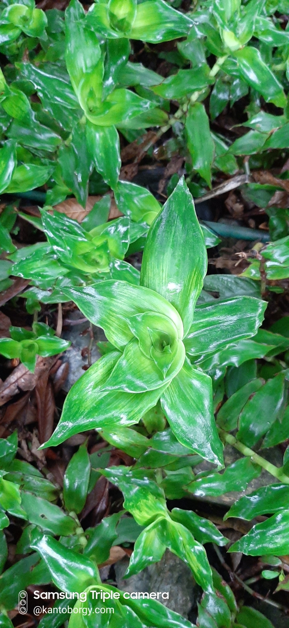 Callisia fragrans image