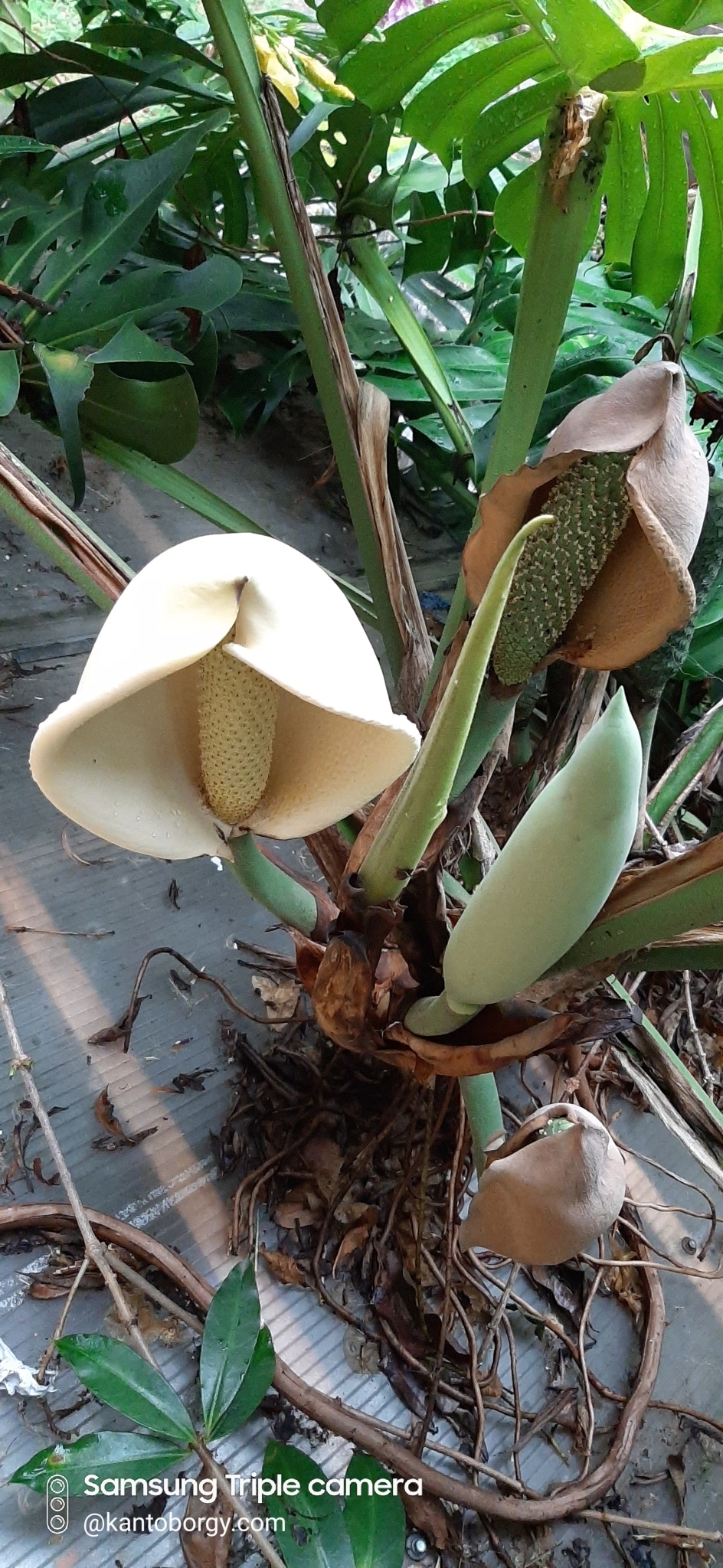 Monstera deliciosa image