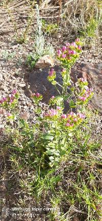 Image of Centaurium erythraea