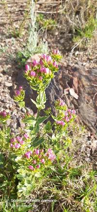 Centaurium erythraea image