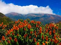 Chuquiraga jussieui image