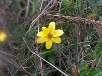 Bidens andicola image