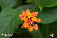 Lantana camara image