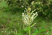 Oreocallis grandiflora image