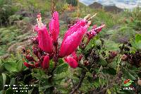 Bejaria resinosa image