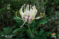 Oreocallis grandiflora image