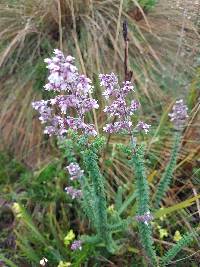 Valeriana microphylla image