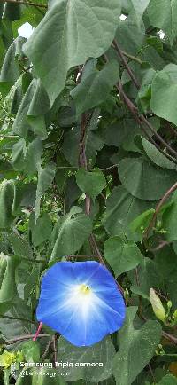 Image of Ipomoea tricolor