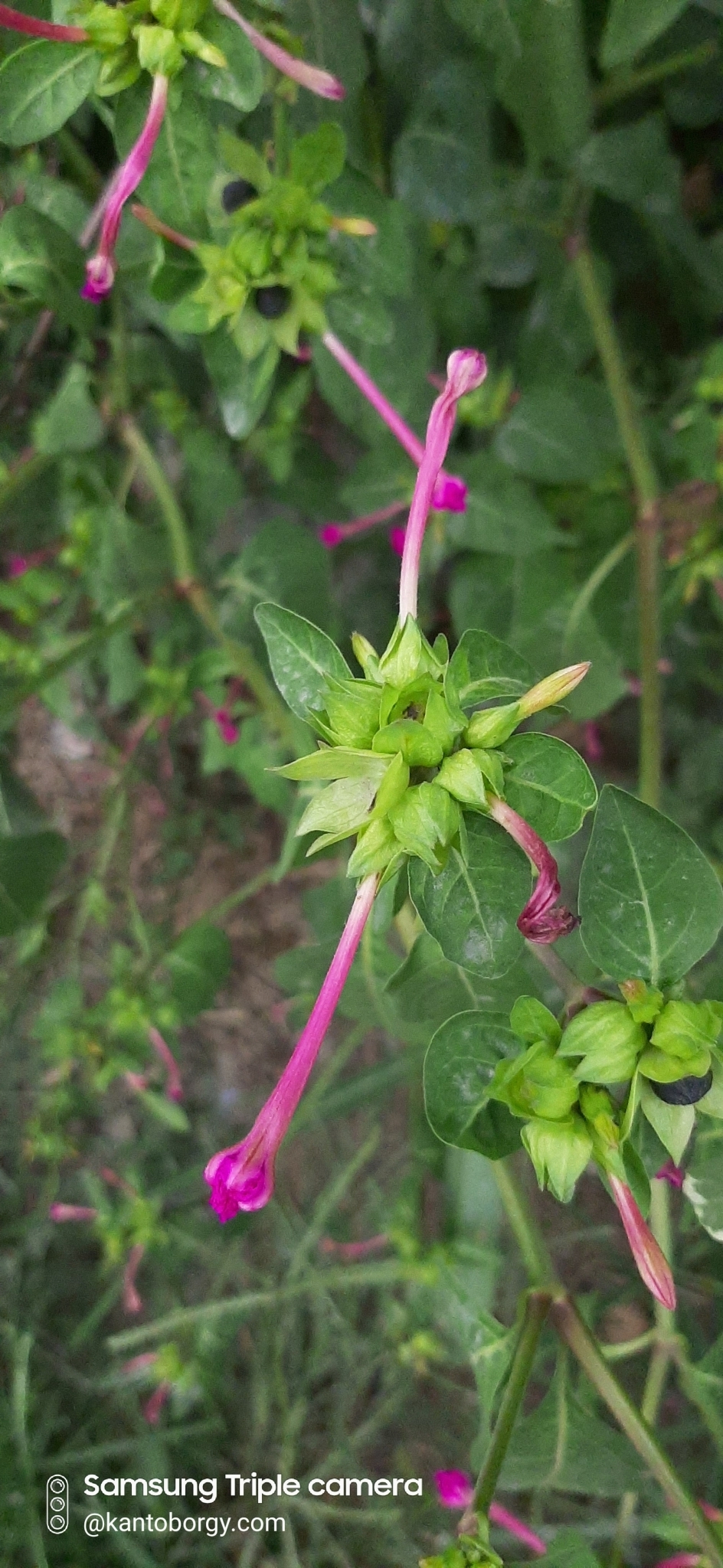 Mirabilis jalapa image