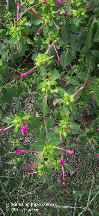 Mirabilis jalapa image