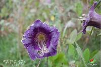 Cobaea scandens image