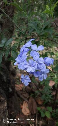 Image of Plumbago auriculata