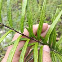 Pityrogramma trifoliata image