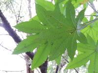 Ricinus communis image