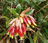 Cavendishia bracteata image