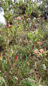 Cavendishia bracteata image