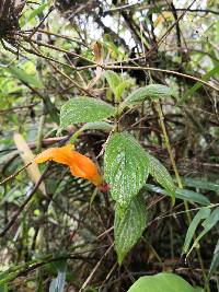 Columnea strigosa image