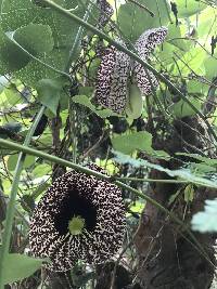 Aristolochia elegans image