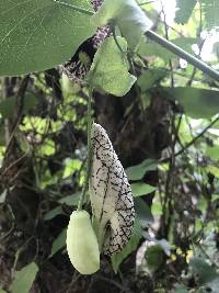 Aristolochia elegans image