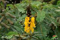 Senna didymobotrya image