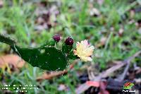 Opuntia monacantha image