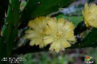 Opuntia monacantha image