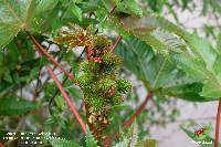 Ricinus communis image